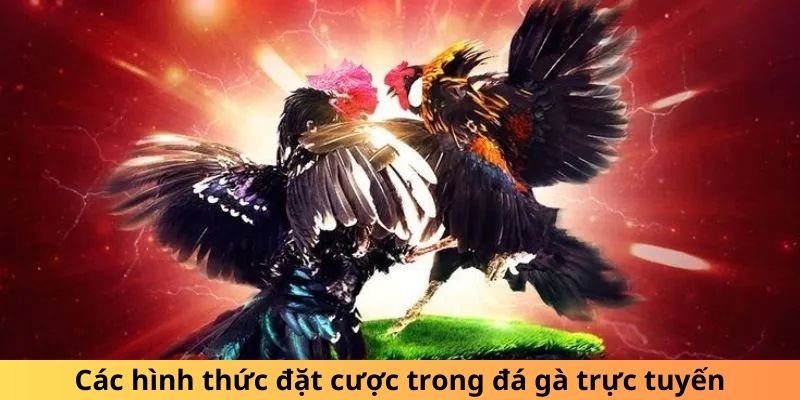 Những cách thức cá cược trong đá gà online