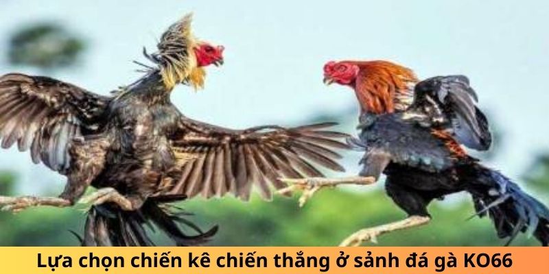 Lựa chọn chiến kê chiến thắng ở sảnh đá gà KO66