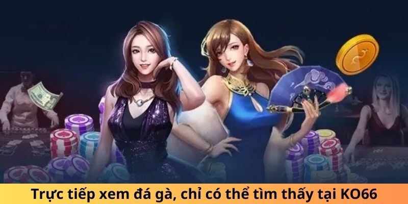 Trực tiếp xem đá gà, chỉ có thể tìm thấy tại KO66